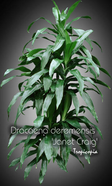 Dracaena - Dracaena deremensis 'Janet Craig' - Janet Craig